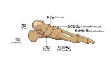 부터심장에서먼쪽으로발가락뼈일부가절단된경우를말하며, 뼈단면이불규칙해진상태나발가락길이의단축없이골편만떨어진상태는해당하지않는다.