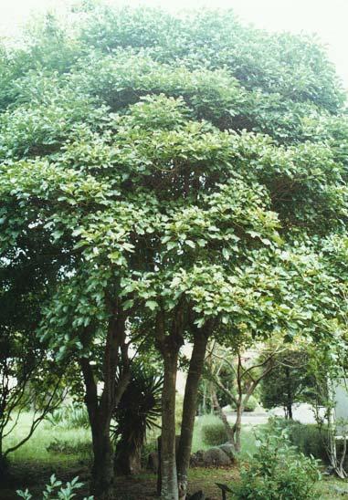 제 3 장황칠나무 >>> 39 제 3 장황칠나무 학명 : Dendropanax morbifera