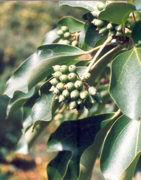재배식물의성상황칠나무의어린가지는털이없고윤택이나며, 잎은호생하고길이는 8~ 10cm로양면에털이없다.