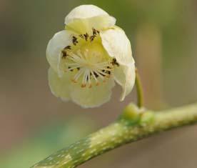 제 4 장다래 >>> 63 제 4 장다래 학명 : Actinidia arguta Planch 영명 : Bower