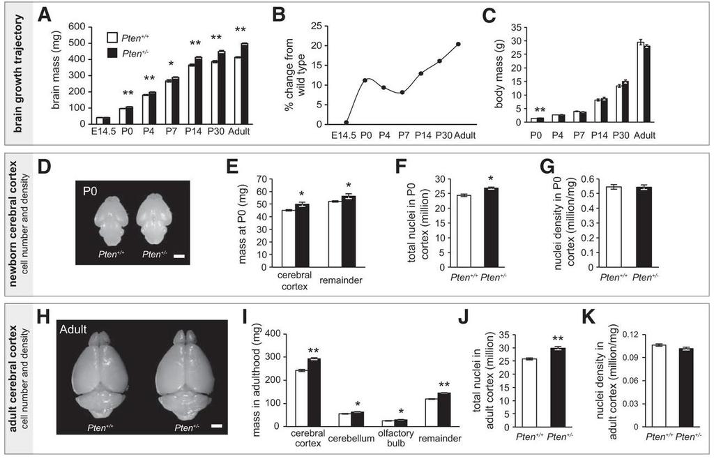 1. Pten 과 β-catenin 신호전달에의한뇌성장조절 Germline Pten +/ mice show brain overgrowth and hyperplasia of the cerebral cortex from birth A, Developmental trajectory of brain growth.