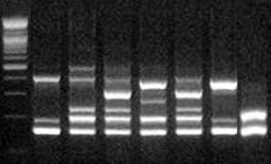 M 1 2 3 4 5 6 7 500bp Figure5.Validation ofthemultiplex PCR strategy.