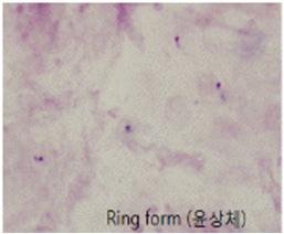 생식세포 (Gametocyte) [ 그림 Ⅱ-18]