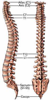 척추의구성 7 cervical vertebrae 12 thoracic v.