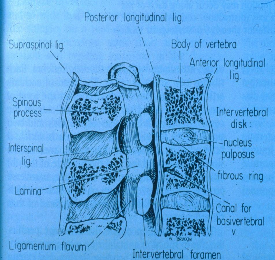 척추해부학 Articular facets ( 후관절 ) Ligaments ( 인대 ) Anterior longitudinal ligament ( 전방종인대 ) Posterior