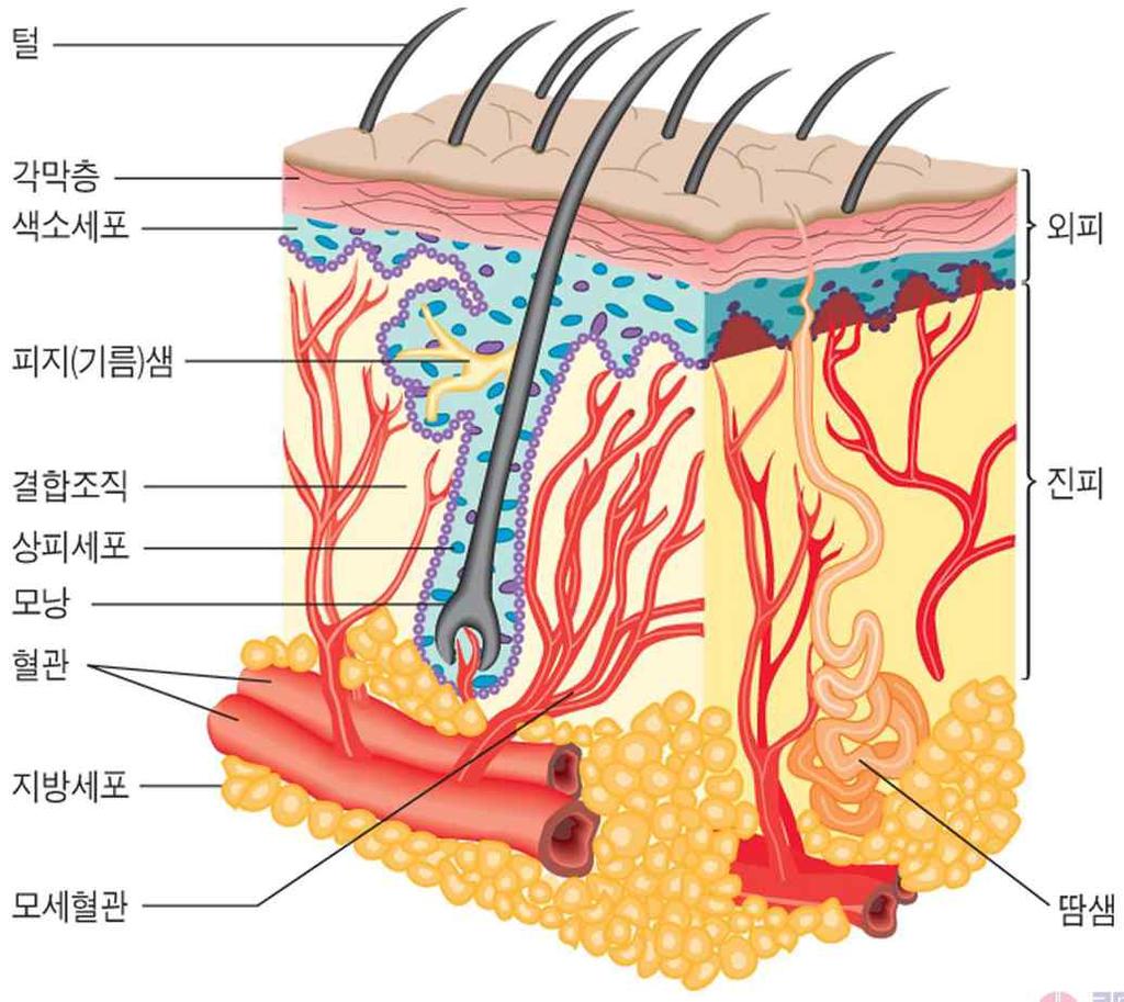 모두에스터임 피부크림과로션 피부의역할 : 몸을감싸고장벽을형성하여나쁜물질을안으로못들어오게하고수분과영양분을밖으로나가지못하게함 - 각막층 : 각질로불리는질긴섬유성단백질로이루어짐 ( 수분함량 =10%) - 피지에의해수분의손실을방지함크림과로션의필수성분 :