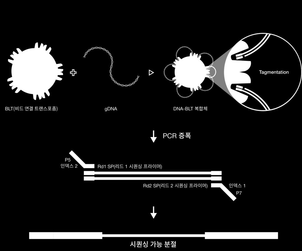 Nextera DNA Flex 에세이작동방법 Nextera DNA Flex 라이브러리준비키트는혁신적인비드기반트랜스포좀복합체를사용하여단일반응단계에서분절후어댑터태그시퀀스를추가함으로써게놈 DNA 를 Tagment 합니다.