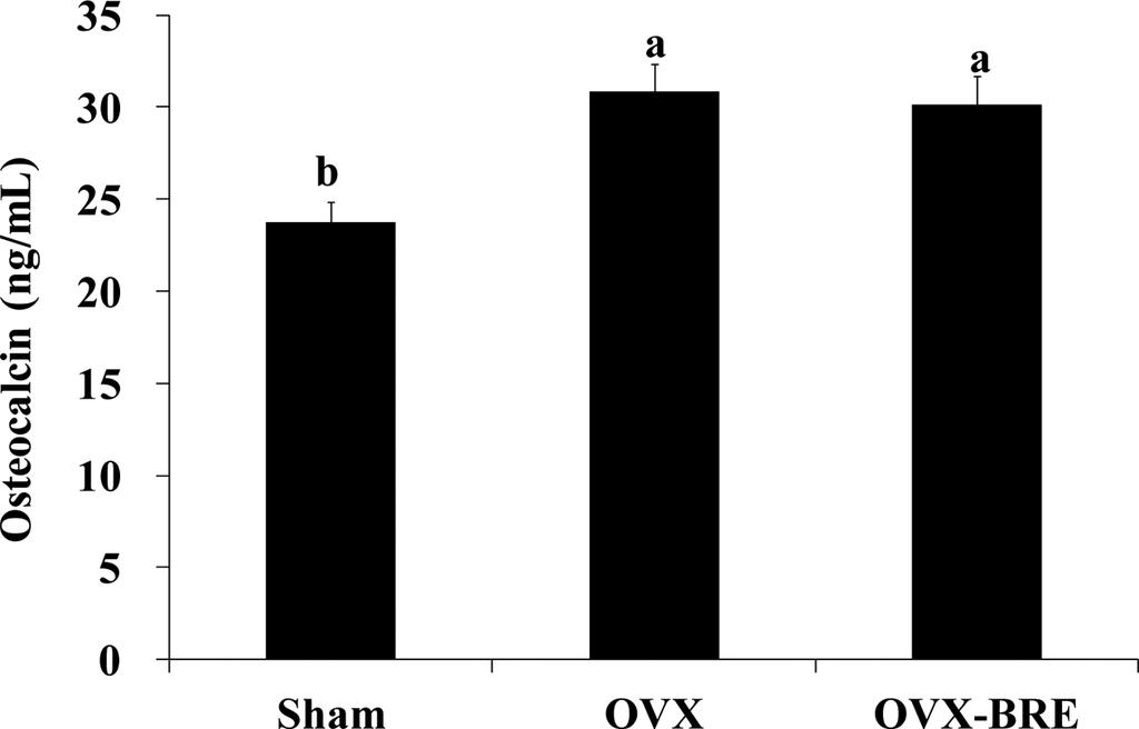 05. 질함량에영향을줄수있는것으로보인다. 뼈의강도 (strength) 는 OVX 군에서 Sham 군에비해대퇴골과경골에서각각 6% 와 5% 가감소하였으나 (p>0.05), BRE 를투여한 OVX-BRE 군에서 OVX 군보다각각 24% 와 11% 가유의하게증가하였고 (p<0.05), 정상군인 Sham 군보다높게나타났다 (Table II).