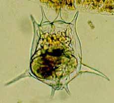 calyciflorus (1 μm ) 낙동강 : 3월 Polyarthra