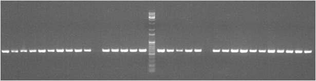 PCR 을진행하였다 ( 표 3.3.16,, 그림 3.3.1~3.3.12).