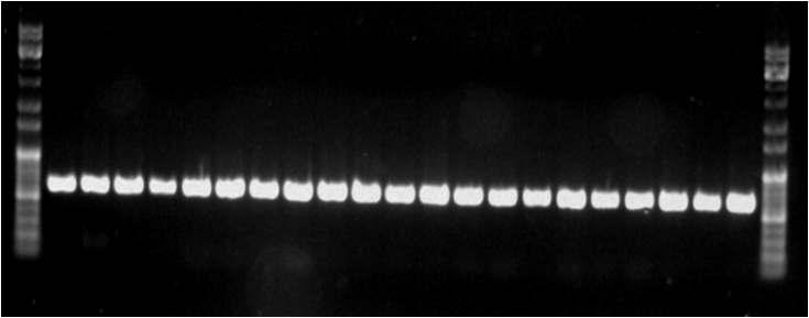 2 조기 PCR 결과 ((A)16S, (B)CytB) 그림 3.