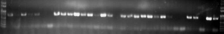 3.11 새우 PCR 결과 3.
