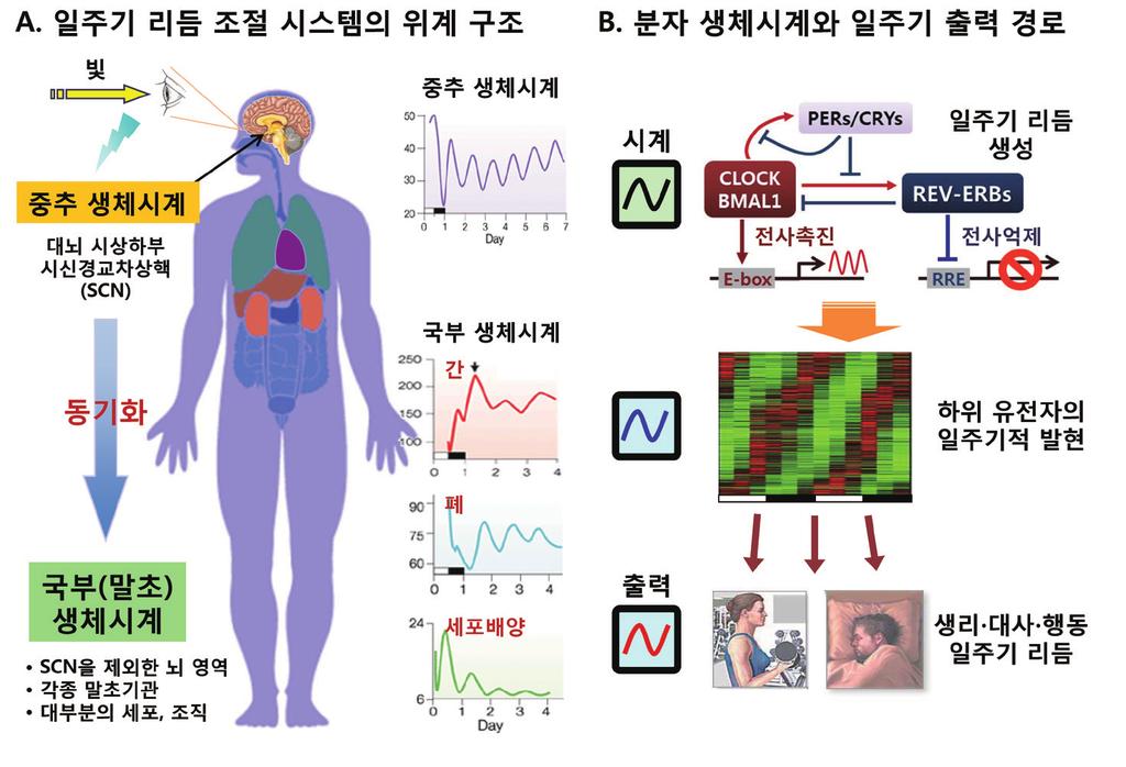 molecular and cellular Biology Newsletter 는모든생명체는태고이래로매일반복되는낮과밤의주기적변화속에서살고있다. 대부분의생명체들은이러한환경에진화적으로적응한결과약 24시간의주기성을나타내는데, 이를일주기생체리듬 (circadian rhythm) 이라한다.