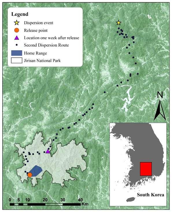 Hwang and Garshelis (2007) 의연구에서나타난동일종의평균분산나이와비슷하며먹이자원과관련있는것이아닌, 영역및짝짓기기회를확보하기위한시도인것으로사료됨 재방사후또다시지리산국립공원에서분산시도가있을수있을것으로사료됨 그림 10. 분산시도개체의행동권과분산경로.