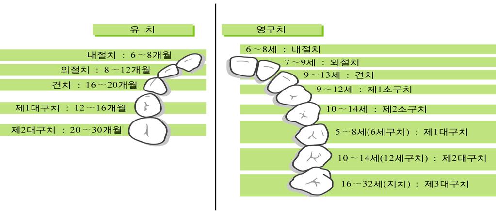 단계별성장발달 ( 단계별영아 ) 성장발달 치아의출현시기 유치관리 1처음젖니가나면바로구강위생을시작함 2영아는잇몸이약하므로칫솔보다는젖은헝겊으로깨끗하게닦아줌