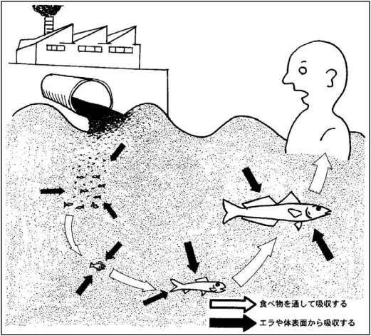 1. 미나마타병은어떤병인가? ( 메틸수은축적의메카니즘 ) 먹을것을통해서흡수한다. 새개나몸표면에서흡수한다. 미나마타병은공장배수물에섞인메틸수은에오염된, 어패류를많이먹음으로서생기는메틸수은중독입니다. 공기가식물을통하여전염되는것이아니고, 또한유전되는것도아닙니다.