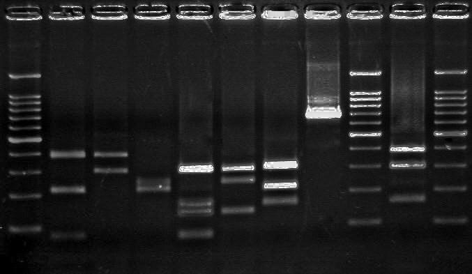 25 U의 Taq polymerase (Roche Diagnostics), Insta- Gene (Bio-rad) 으로 DNA template 10 μl 로구성하여총 50 μl 를만들었다.