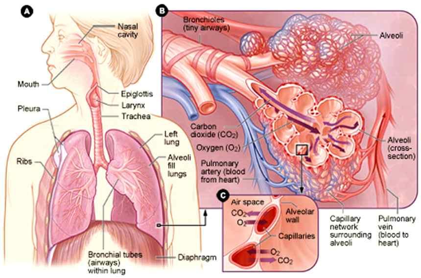 generation of bronchiole ------> terminal bronchiole (16th generation) 2) respiratory zone ( or respiratory