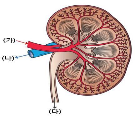 43 그림은콩팥의단면을나타낸것이다. ( 가 ) 는콩팥동맥이며 ( 나 ) 는콩팥정맥이다. ( 다 ) 는콩팥에서생성된오줌이다. ( 가 ) 와 ( 나 ) 혈액속의농도가동일한물질들로짝지은것은?