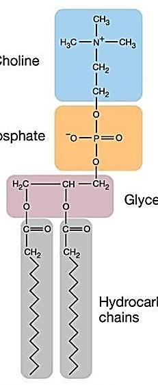 1 인지질 2 중층의중간부분에서는 ( 가 ) 만이발견된다. 2 인지질 2 중층의중간부분에서는 ( 나 ) 만이발견된다. 3 인지질 2 중층의중간부분에서는 ( 가 ) 와 ( 나 ) 둘다발견된다. 4 ( 나 ) 는친수성의성질을나타낸다. 5 ( 가 ) 는소수성의성질을나타낸다.