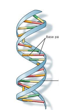 3 는염색체의기본단위구조이다. 4 DN 를응축하기위한방법이다. 5 세포분열시에 구조가해체된다. 12 DN 와 RN 는둘다핵산이며생명체를 구성하는데있어필수적인물질이다. 다음중 DN 와 RN 의차이점에대한서술로옳지않은 것은? 1 DN는 이중 가닥이고 RN는 단일 가닥 구조이다. 2 DN 는핵내부에서발견되는반면, RN 는주로세포질에서발견된다.
