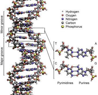 남건욱ㆍ김태형ㆍ노영훈 까지개발된 DNA 하이드로젤제조방법에대한대표적인유형들을소개하고, DNA 하이드로젤을이용한다양한의 생명공학적응용예시와활용가능성을소개하고자한다. 2. 본론 2.