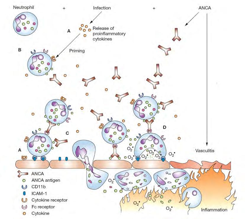 강영모 :Microscopic Polyangiitis Fig. 5. Schematic representation of the neutrophil responses that are putatively involved in the pathogenesis of ANCA-associated small vessel vasculitis.