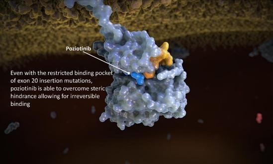 4월 23일이연구를진행했던 MD Anderson Cancer Center 에서포지오티닙이 Exon 20에서돌연변이가발생한 EGFR을어떻게효과적으로저해하는지에대한기작을발표한논문을 Nature Medicine 지에발표하면서포지오티닙의가치를더증가시켰다.