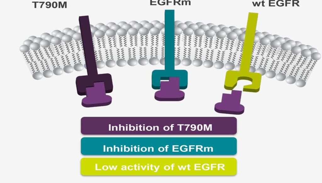 그림 4. EGFR 돌연변이에대한타그리소의특성 T790M EGFRm W t EGFR Tagrisso Inhibition of T790M Inhibition of EGFRm Low activity of wt EGFR 자료 : 산업자료, 하나금융투자 I 용어정리 EGFR T790M 돌연변이의의미 T790M은 Thr790Met로표기되기도하며