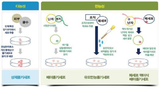 줄기세포는분화가능성을기준으로 210 여개모든인체세포로분화가능한 만능 성줄기세포 와 3~5 개특정세포로분화가능한 다능성줄기세포 로구분할수있 음.