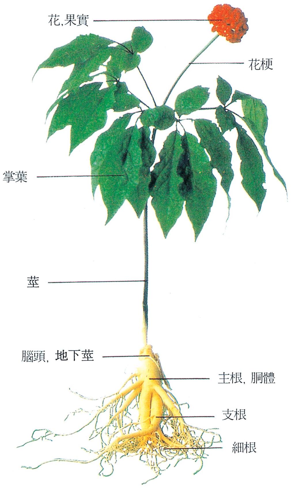 병충해방제를위해서는잔류량이적고약효가좋은새로운작물보호제를선발하여사용하고있고, 천연물에의한방제법을실용화하여청정인삼을생산하고있다. 인삼연작장해의주요원인인뿌리썩음병방제를위하여토양소독, 길항미생물시용, 답전윤환재배법을병용하는방법을일부지역에서시행하고있다.