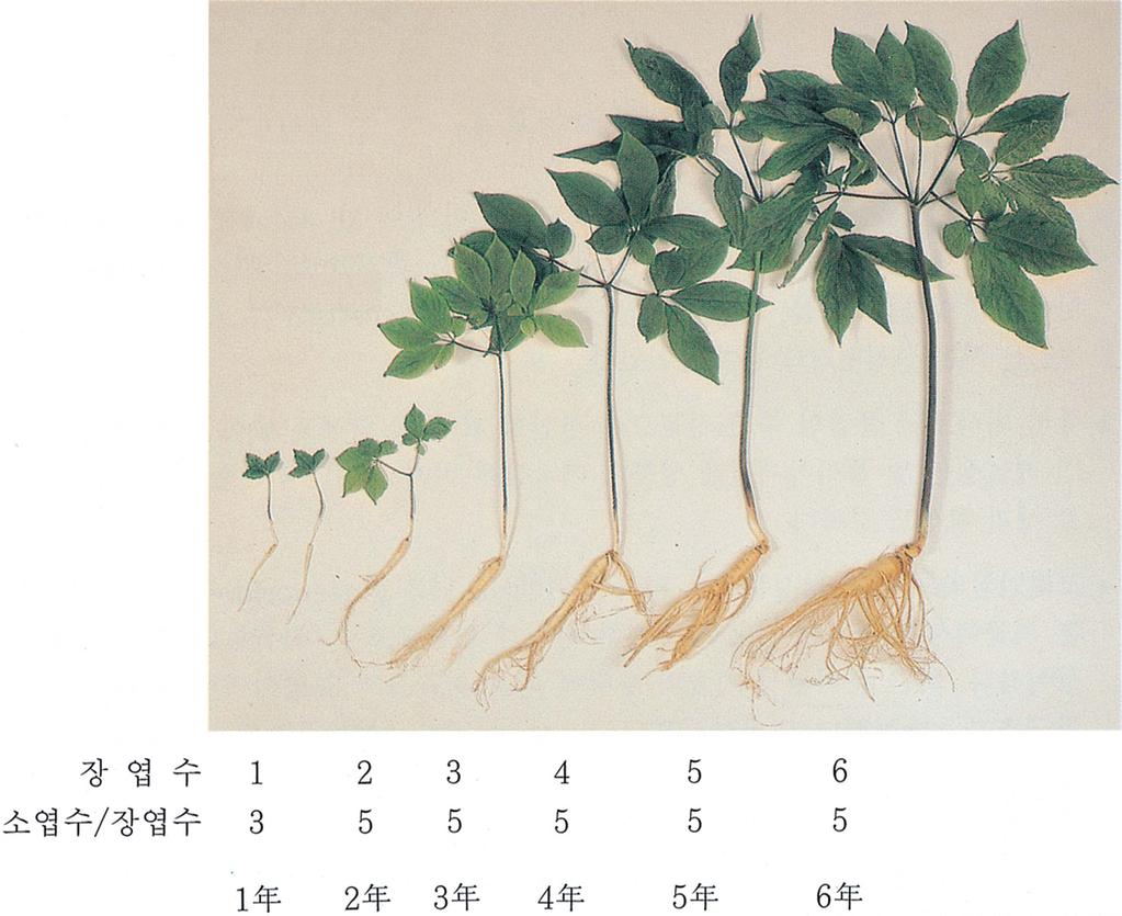 인삼은연생별로장엽 ( 손바닥모양의잎 ) 의수가다른데, 대개 1년생은 1개, 2년생은 2개, 3년생은 3개, 4년생은 4개, 5년생은 5개, 6년생은 6개로구분되어연생을구분하는지표로사용하기도하며, 소엽은 1년생은 3잎, 2년생이상은 5잎을가진다 ( 그림 3).