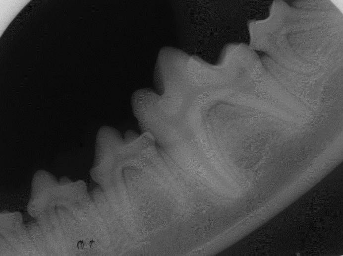필름은 구강 내에 위치되고 따라서 필름의 끝이 검사될 치아의 치관 위에 놓여지고 반면 필름의 나머지 부분은 구강/구개에 걸쳐 놓여질 것이 다.