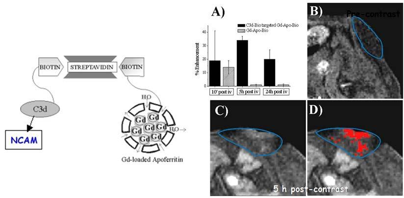 < 그림 5. adapted from Genicatti et al., Cancer Res, 2006> 또다른예로는약물전달등에많이사용되는리포좀 (Liposome) 표면에여러개의저분자 Gd-조영제를수식하여민감도를개선할수도있다.