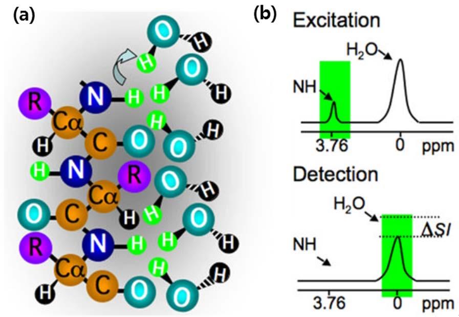 을얻게되면물에존재하는 saturated proton 때문에물과 chemical exchange가가능한 proton 신호에해당하는 frequency에 RF pulse를가하지않았을경우에비해 water의신호가감소하게되어 (Figure 6), MT와동일한 water 신호의감소의결과가나타나지만원인은다르다.