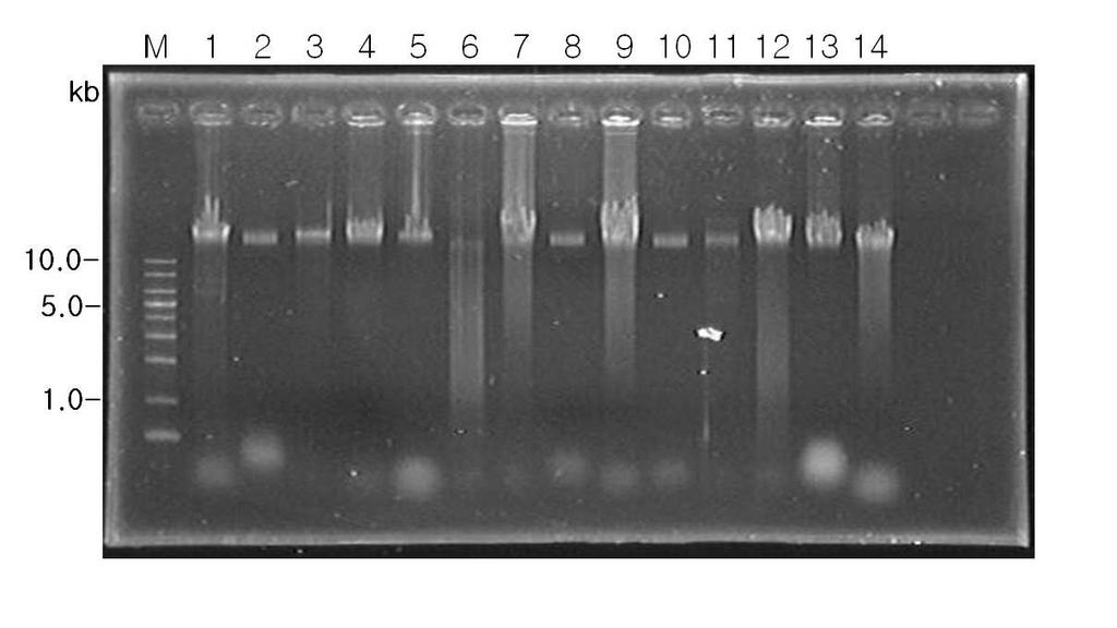 ( 나) Genomic DNA 분리결과 황칠수액의분비가가장활발한 Site C에서 1차년도에분리된균주들의 Genomic DNA 를분리하였다. C site 12종분리균주의 genomic DNA는 PuregeneTM DNA Isolation kit 을사용하여분리하였다.