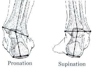 이러한회내운동(pronation) 이제대로이루어지지못 하면충격흡수를못하게되어만성적인조직의손상을 유발하게된다(Subotnick, 1975). 또한딱딱한신발바 닥면보다부드러운신발바닥면은쿠션(cushion) 효과 때문에장경인대(illiotibial band) 에주는충격을완화시 켜준다고하였다 (Mayfield, 1978).