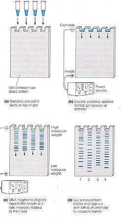Agarose mesh DNA 분리기술 : Agarose Gel Electrophoresis ( 수평형 ) _ + DNA is negatively charged from the phosphate backbone