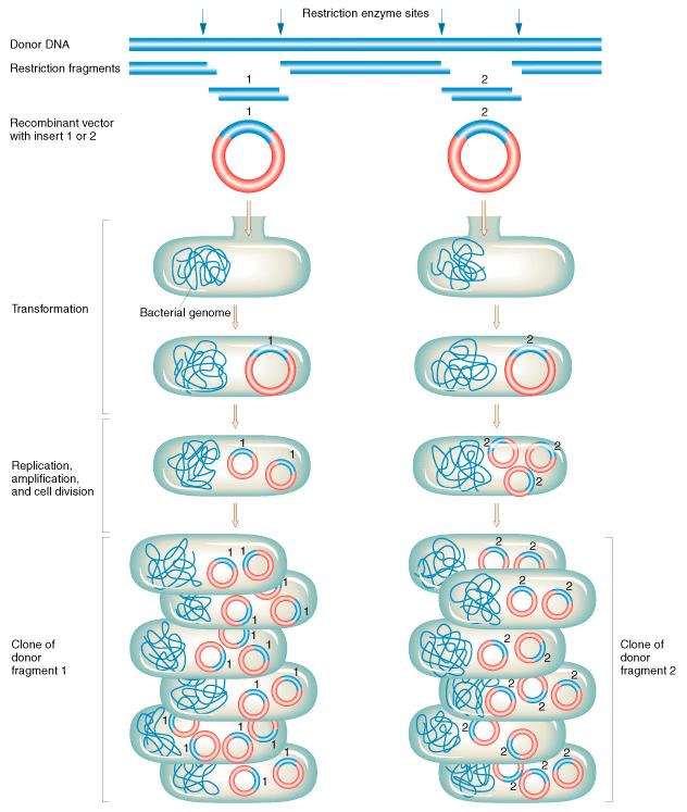특정 Plasmid DNA