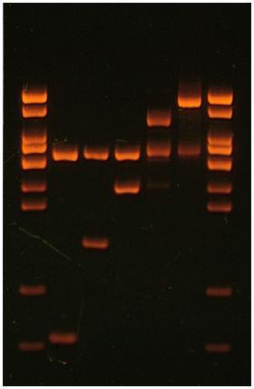 EtBr stained DNA 한천 : 해초에서얻어지는고분자물질의다당체. 0.6 0.8% 에서는반고체로, 1.0% 이상에서는단단하게존재.