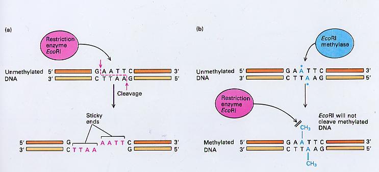 제한효소 (Restriction Enzymes) 1) Phage virus 와 bacteria의상호작용에서발견. 2) Bacteria는 DNA의특정순서 (restriction site) 를절단할수있는 restriction enzyme을생산.