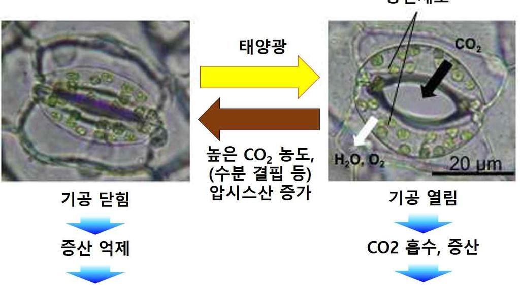 해외농업 농정포커스 분류된다 식물은 식물에비해광합성효율이좋고물요구량이적다는특징이 있다 그러나 식물은이미체내에서 농도를높여이용하고있다 농도상승은 공기중의 농도를그대로이용하는 식물의생장에더긍정적인영향을준다 많은 연구자들의연구내용을정리하면 을기준으로 농도를두배증가시키면 식물은 의생산량증가를보인반면 식물의생산량은 가증가하는것으로나타났다 등 그림 10.