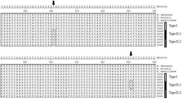 Figure 1. Sequence polymorphisms between the 3 hsp65 sequevars of M. massiliense Type I, Type II-1, and Type II-2. Type I strains have the same sequence as the M.