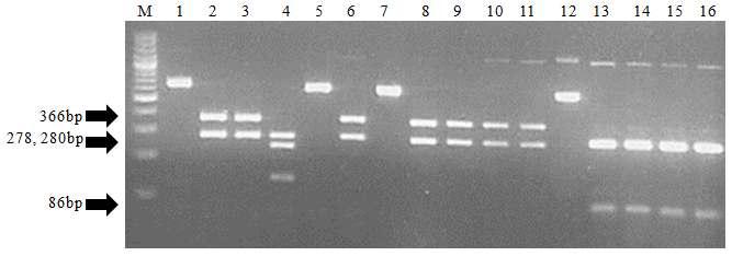 (A) HinfⅠ PRA algorithm (B) Gel