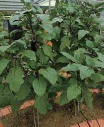 가지, Eggplant 과 명 : 가지과 학 명 : Solanum melongena 영 명 : Eggplant 원 산 지 : 인도 영양성분 : 칼슘, 인, 안토시아닌 이용부위 : 열매 종 류 : 장가지형 ( 긴가지 ), 장란형
