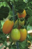 토마토는원산지인남미서부고산지대의영향을받아강한빛을좋아한다.