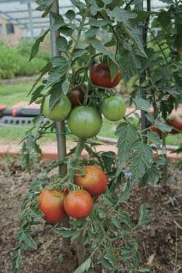 키우기 토마토는생육기간이 5월초부터 10월중순까지비교적길다.