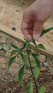 고추, C hili pepper, pepper 재배방법 모종심기 1 모종을고를때는뿌리가잘내리고본잎이 11~13 장나고첫번째꽃이핀 것을고른다.
