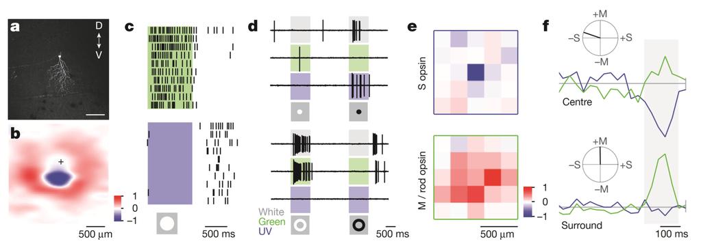 1. 색각에대한새로운신경회로규명 A spectrally opponent pathway in the mouse retina. a, A fluorescent J-RGC in a whole-mounted retina from a JAM-B-CreER; Thy1-STOP-YFP double transgenic mouse. D, dorsal, V, ventral.