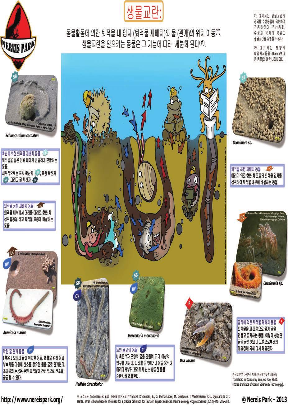 생물교란의기능별분류 5) 생물교란 (bioturbation) 은 생물활동에의한퇴적물내입자와물의위치이동 이라고정의된다. 이과정에는생물이서식굴을만드는과정과굴내부와주변퇴적물에서의대부분생물활동이포함된다. 생물교란을일으키는동물은굴을만드는과정과주변환경에영향을미치는생태적특성에따라기능별그룹으로구분될수있다.